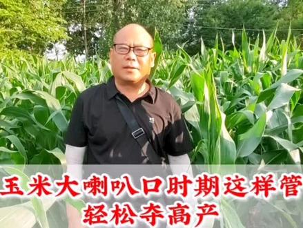 您知道玉米大喇叭口时期应该怎样管理吗?查看视频帮您轻松夺高产!#心系三农服务三农 #农业技术推广 #新农人计划 #抖音助农