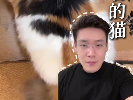 猫眼中的大美女 #三花猫 #猫咪 #招财猫 #猫界美女 #猫
