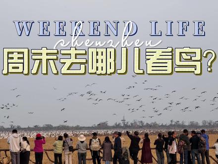 鄱阳湖周边去哪观鸟? 吴城白鹤洲怎么选?南昌驾车观鸟推荐 #白鹤 #观鸟 #鄱阳湖 #我的旅行日记