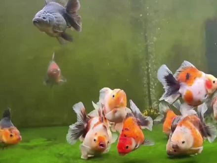 青皮泰狮颜色的变化#水族 #泰狮 #泰狮兰寿
