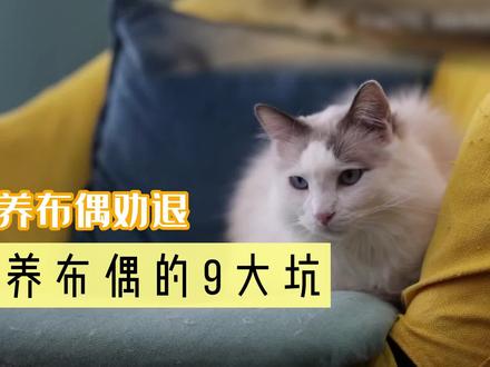千万不要养布偶猫!养布偶之前必须知道的九个坑 #布偶猫 #猫 #萌宠 #萌宠出道计划 #猫咪的迷惑行为
