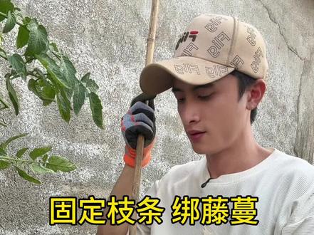 胶带可是养花种菜神器 胶带绑枝条 固定藤蔓超级好用#种植小技巧 #园艺小技巧 #种菜 #养花小知识 #农村生活 @DOU+小助手
