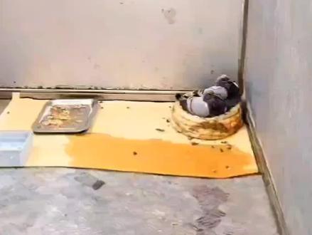 小鸽子提前下窝不会吃食怎么办?