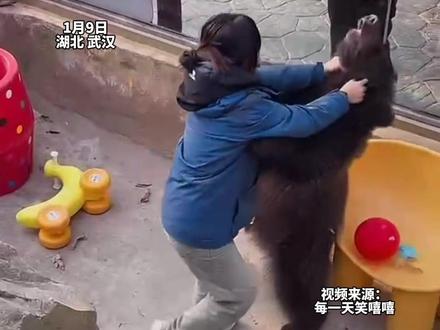 武汉野生动物园 女饲养员与棕熊“打架” 饲养员:它见的第一个人就是我 知道我是“妈妈”“将来进入大熊区,也只希望它过得好”