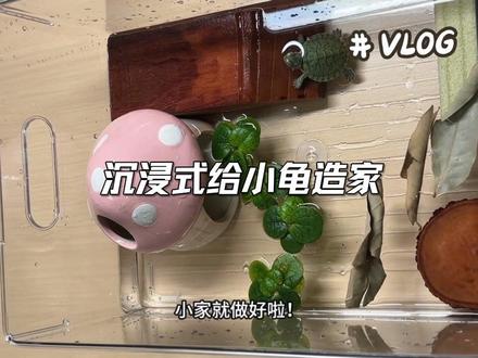 沉浸式给小乌龟布景#龟龟🐢#造景#憋老仔 #治愈