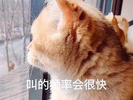 为了逮鸟猫咪都开始学鸟叫了,我们有什么理由不努力呢。请加大音量观看#猫咪的迷惑行为