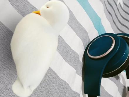 #柯尔鸭 柯尔鸭国内一般称为“小叫鸭”,它外观为白色、体型很小、长不大,通常都是作为宠物来养,所以价格比较贵,一般在五千到一万五之间,寿命一般是4-12年。