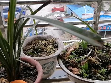 一个误导了几亿中国人发音的字(跃)字你们说是读yao还是读yue? #跃字的正确发音 #错别字 #神奇的汉字