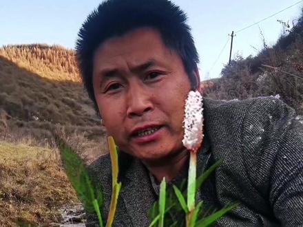 倪海厦老师所说的紫参,我们这里也有!#中草药 #采药人 #三农 @如影❤随形 @丸子 @半 夏