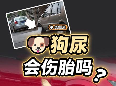 狗尿会伤胎吗? 汪汪队记大过!#汽车 #带你懂车 #狗狗