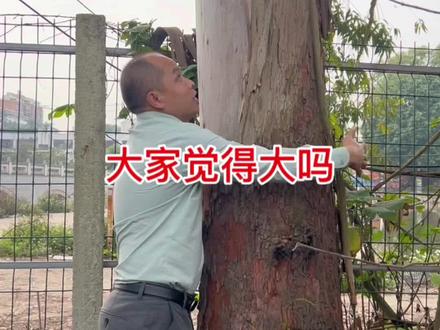 大家觉得这株广9桉树多少年了呢?#抖音助农 #桉树 #三农 #农业种植 #广西百色市艺华苗木种植有限公司