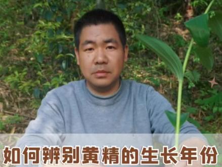 如何辨别黄精的生长年份,采挖黄精的技巧#九蒸九晒黄精 #中医养生 #道医