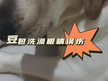 下班回来,听说狗爸给豆包洗澡,把眼镜给误伤了,心疼! #坎布拉多#家有萌宠乐趣多!
