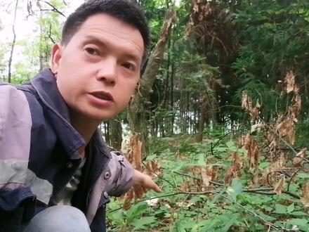 张家界山区夏天常见的两种石灰菌,但只有一种才能吃,大家知道吗#蘑菇 #野生菌 #捡蘑菇 #菌子的季节