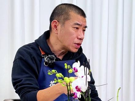 年宵科技蝴蝶兰,明年还能开花吗?实验对比:科技花 VS 自然花,看完就知道怎么选
#年宵花n选1 #宝藏生活家企划 #蝴蝶兰 #让年味住进家 #好看的花一定要分享给你