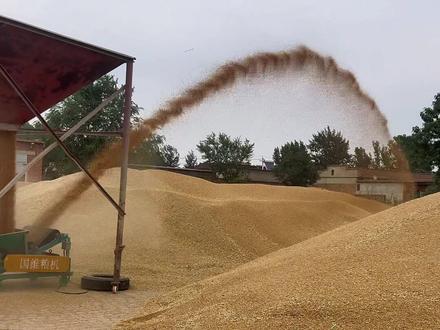 传统的扬场机包括人工扬场时的手摇扇车和带式扬场机等。工作原理:由于在静止的空气中抛扔物料,气流方向相反,所以,饱满籽粒被抛得较远。是属于气流清选的一种抛扔物料清选方式。其他气流清选方式还包括吸(吹)气式垂直气流清选和倾斜气流清选。如吹气式垂直气流清选,其垂直气流清选系统包括喂料装置、垂直气道、风机和沉降室。工作时谷粒混合物被喂料辊送至垂直吸气道下部的筛面上。由于受到气流的作用,悬浮速度低于气流速度的轻杂物被吸向上方。当吸至断面较大的部位时,由于气流速度降低,一部分籽粒和混杂物开始落人沉降室内,被搅龙输送到机外,最轻的杂质被风吹出。#地面抛粮机 #扬场机 #抛粮机高低远近可调每小时60吨 #抛粮机堆粮神器 #扬场机生产厂家