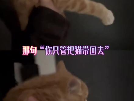 我不喜欢猫,但是它不一样 #猫咪 #橘猫 #大型真香现场 #打脸