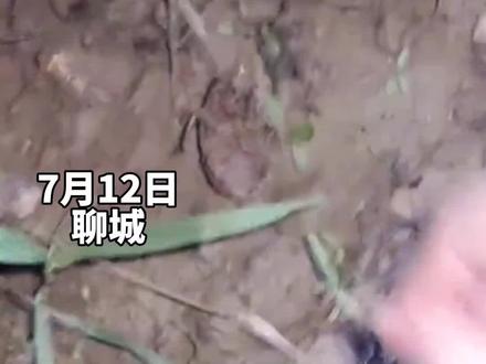 7月12日,山东聊城。女子晚上回村抓知了,竟误打误撞捡到一颗金豆。