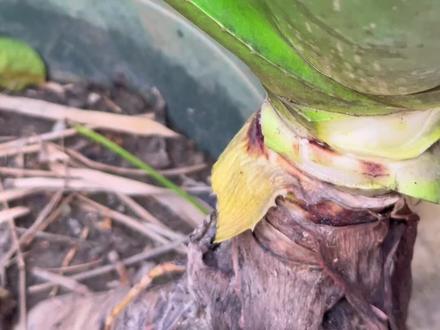 我竟然吃了家里的芦荟盆栽 #内容启发搜索