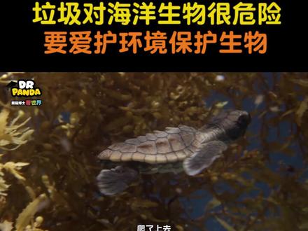 往大海里丢垃圾是一件十分错误的事情
不仅会伤害到我们的海洋小伙伴还会破坏我们的大自然
所以小朋友们要爱护环境喔
#抖出新知识 #动物保护 #海洋生物 @抖音青少年 @抖音小助手
