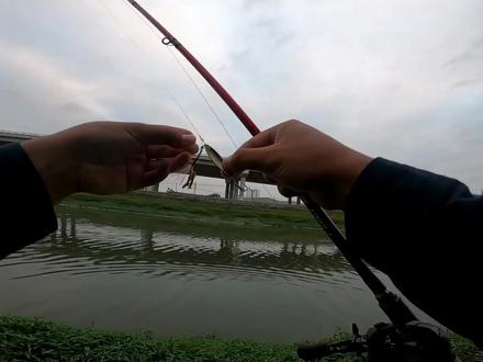 #路亚之路 海鲢最爱的饵,3块钱的小铁板😈😈