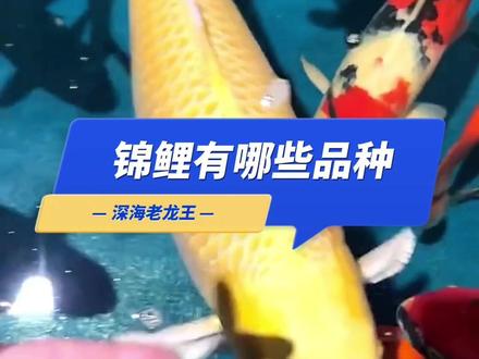 锦鲤品种大全,养锦鲤的都不一定认识它#见锦鲤者发发发 #好运锦鲤 #祝大家年年有鱼 #观赏鱼 #见者好运见者发财 @DOU+上热门