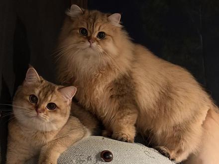 又是一批小朋友毕业啦…… #金故 #妹妹之家 #邓峰家的猫