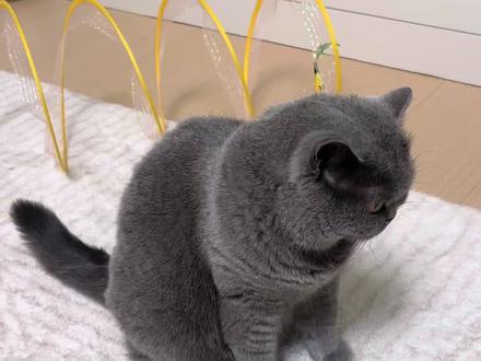 猜我学会了吗?跟上大家的脚步,🈯️指纸为卜,白萝卜也是萝卜。哈哈哈哈#纸巾萝卜 #猫咪 #萌宠出道计划