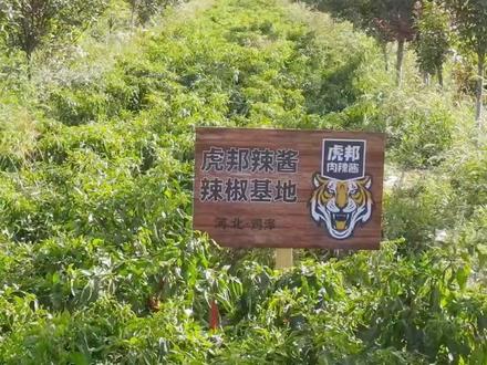 【虎邦】15%牛肉含量招牌牛肉辣酱 魔鬼特辣酱拌面拌饭下饭酱辣椒酱 #虎邦 #魔鬼辣 #魔鬼特辣牛肉酱 #牛肉酱 #辣椒酱