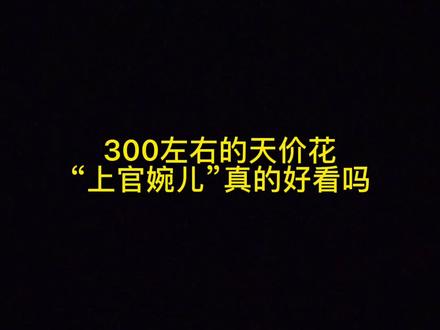 300左右的天价花“上官婉儿”真的好看吗?最近花艺圈闹得沸沸扬扬🙃🙃🙃