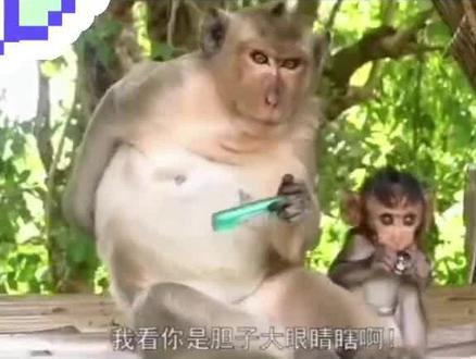 猴子玩弄打火机,谁料打火机突然“爆炸”,牙都差点被崩掉了! 神奇动物啊😂😂