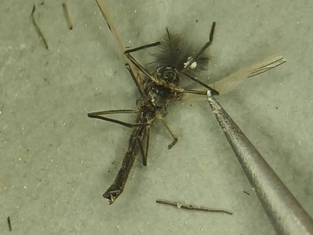 蚊子也一直在进化?#骚扰库蚊 #蚊子 #昆虫