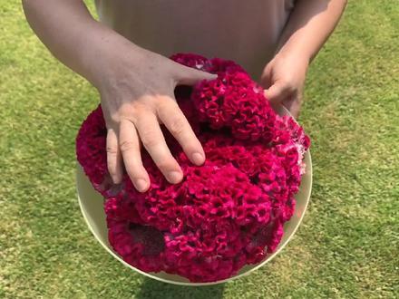 晒干的鸡冠花厉害了,拿它煮水有3大妙用,解决不少男女烦恼 #一花一草一世界 #鸡冠花