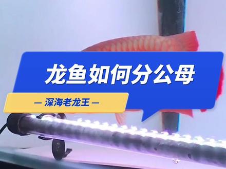你们知道龙鱼如何分公母吗?#龙鱼 #红龙 #水族 #养鱼日记 @DOU+上热门
