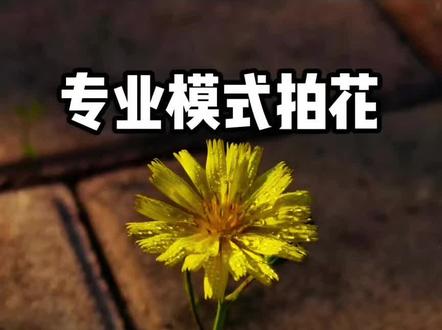 学会专业模式 让照片更高级#摄影 #手机摄影 #小米手机拍照#小米手机摄影#小米14