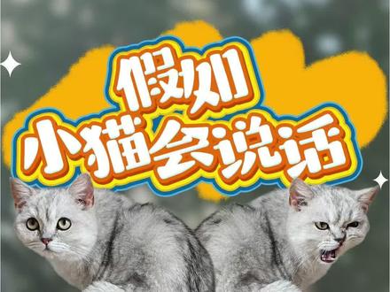 小猫最想教给新手的十句话 #猫咪行为 #养猫新手 #猫咪日常