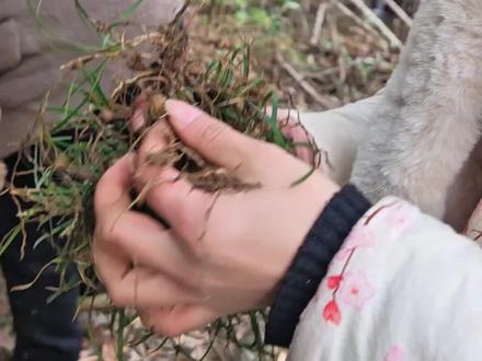 这种#虎刺 你们有没有遇到过?我们姐妹喝了一个月没想到好处多多#绣花针 #你的家乡也有这种植物吗 #三农 #我的乡村生活