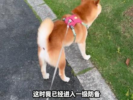 文明遛狗人最怕遇到什么
#狗子的日常 #遛狗 #文明养狗 #狗狗