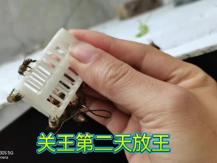 关王第二天,放王!#过箱技术交流 #新收蜂群怎样才能不跑 #土养蜜蜂的技术分享 #蜜蜂造脾 #放蜂王