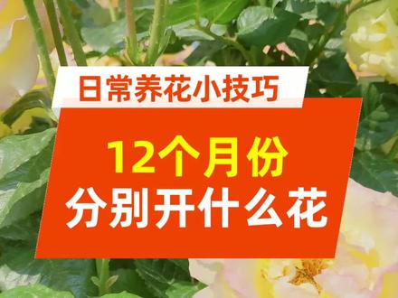 春夏秋冬,十二个月,分别开什么花,你知道吗? @DOU+小助手 #赏花🌸听歌🎶 #一花一草一世界 #养花