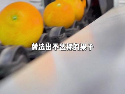 你的期待我用品质兑换。红美人倒计时,希望能让大家找到如初的口感,#象山#红美人#红美人柑橘