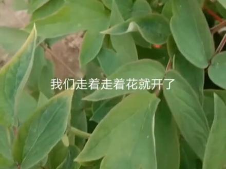 记录牡丹花发芽到开花成长合集,一定要看到最后