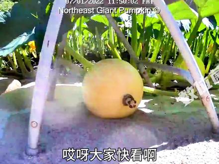 南瓜从帽子大小长成2000斤,大到可以做成魔法马车!