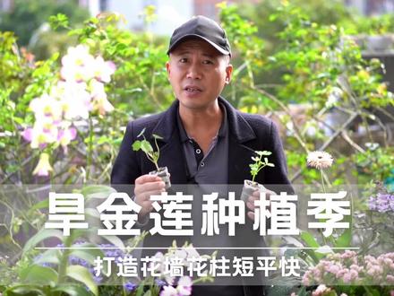 旱金莲种植季,打造花墙花柱短平快,花朵靓丽叶子还能吃