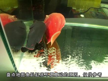 地图鱼趴缸底不愿动的原因,地图鱼侧躺是怎么回事