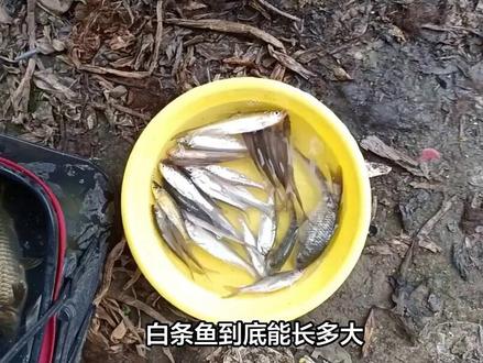“白条”到底是什么鱼?为何让钓鱼人恨之入骨,这种鱼能长多大?
