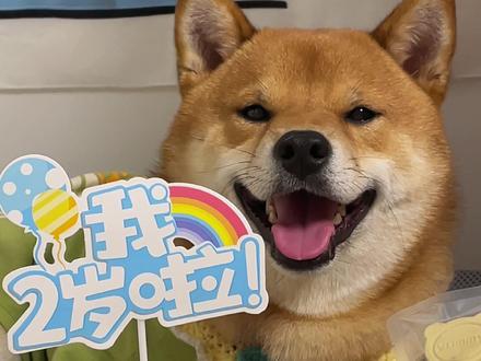 大家都在催的宠物蛋糕教程来啦 超级简单 有手就会 食材都是最常见的 等狗子过生日做给它吃吧!#萌宠 #柴犬 #宠物蛋糕 #自制狗狗蛋糕