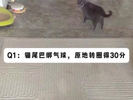 5只猫底层代码测试,完了!猫卡bug了! #有宝贝的假期每一帧都快乐 #万物可爱计划 #认真生活也是劳动成果
