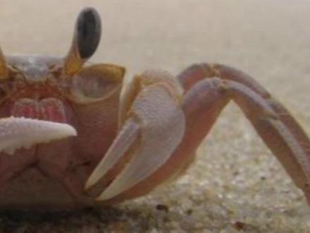 #创作灵感 #简笔画 所有的#螃蟹 都是十条腿吗?
快来分享你的答案!#原创
#儿童简笔画 #简笔画教程 #儿童画