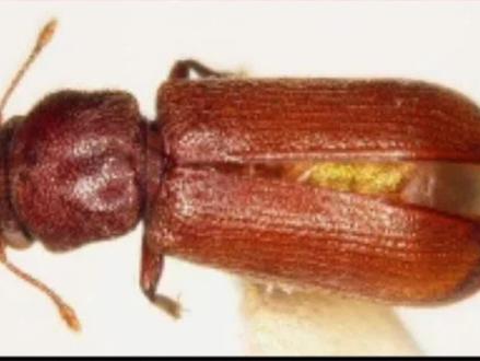 木制家具中的木蠹虫是怎么来的?木质家具中的蛀虫用什么药可以消灭?#木蠹虫 #家具蛀虫 #粉蠹虫消杀方法